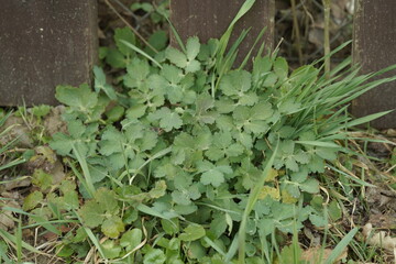 Obraz premium ivy on the wall