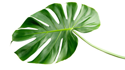 Obraz premium Isolated monstera deliciosa leaf with visible stem and fenestrations against a black background