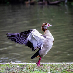 Egyptian goose stretching lakeside