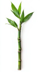 Obraz premium Single bamboo stalk with vibrant green leaves.