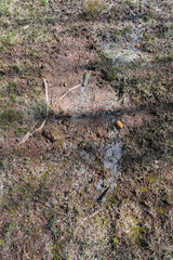 Patch of mud with lawn seeds