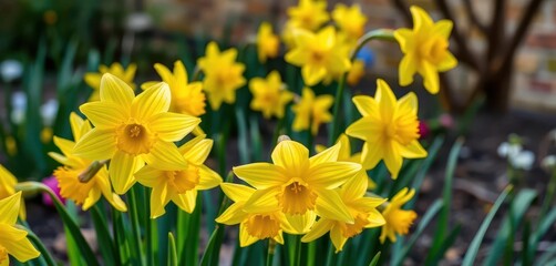 Obraz premium Bright yellow daffodils blooming in a spring garden, nature, landscape