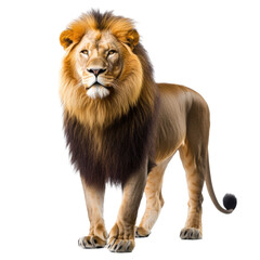 Fototapeta premium lion isolated on PNG. Cut Out