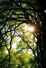 Obraz premium Sun-dappled forest arch of intertwined branches, scenic, leaves