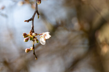 A branch with a white flower on it