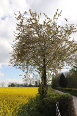 Fototapeta premium Yellow fields of summertime