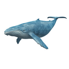 Fototapeta premium Humpback whale swimming on a transparent background in the ocean environment