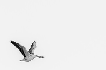 Greeting card template flying goose in black and white