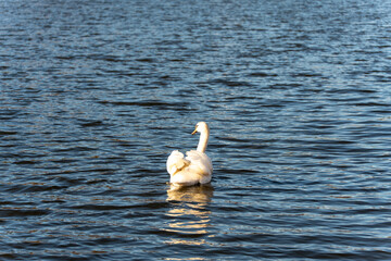 A swan is swimming in a lake. The water is blue and calm. The swan is white and has a long neck