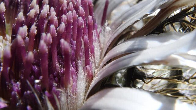 close-up of center of flower,  TIME LAPSE,  insects, tripidi,  thrips, curculionidae,  flower, Carlina acaulis, Particular of flower,  Flower, Alps, Mountain, Gran Paradiso National Park, Cogne, Valno