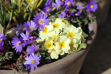 Macro image of Primrose and Winter Windflower blooms, Derbyshire England
