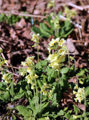 Oxlip plants blooming in Spring, Derbyshire England
