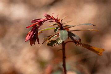 Wilczomlecz migdałolistny w lesie wiosną. 