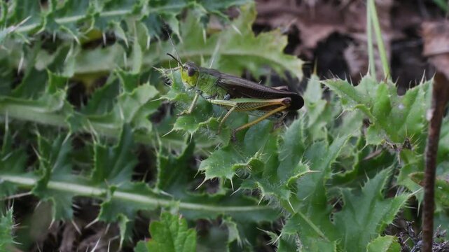 springtail in Elba island, Orchesella sp., collembola,   springtail, insect, small, on the ground, Elba Island, Livorno, Italy