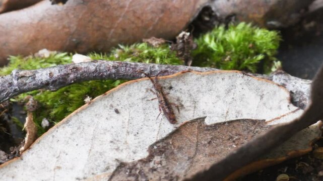 springtail in Elba island, Orchesella sp., collembola,   springtail, insect, small, on the ground, Elba Island, Livorno, Italy