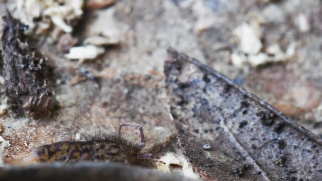 springtail in Elba island, Orchesella sp., collembola,   springtail, insect, small, on the ground, Elba Island, Livorno, Italy