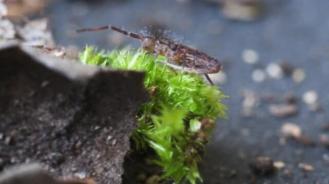 springtail in Elba island, Orchesella sp., collembola,   springtail, insect, small, on the ground, Elba Island, Livorno, Italy