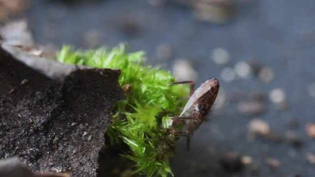 springtail in Elba island, Orchesella sp., collembola,   springtail, insect, small, on the ground, Elba Island, Livorno, Italy