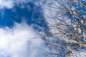 A tree with branches covered in frost. The sky is blue and cloudy
