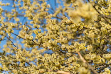 A tree with yellow leaves is standing in front of a blue sky. The leaves are large and yellow, and they are scattered all over the tree. The sky is clear and bright, with no clouds in sight