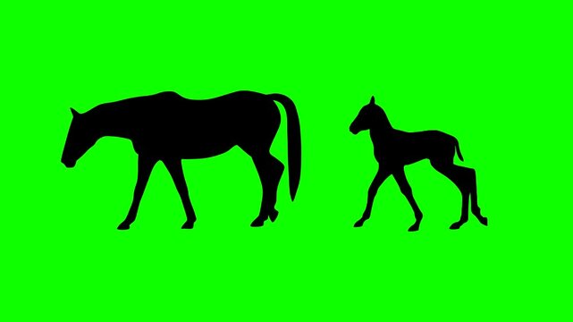 Animation with a foal walking alongside of its dam on the green background (seamless loop)