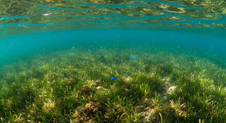 Fototapeta premium Underwater Scene with Sea Grass and Small Fish Reflecting Light