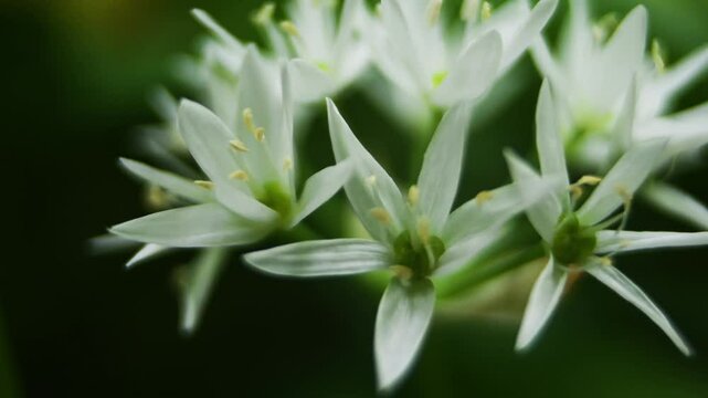 Ramsons,  Bear's garlic, Allium ursinum,  Allium ucrainicum, Alliaceae, plants, plant, flower, landscape, park of Monza, Monza, Lombardia, Italy, camera movement