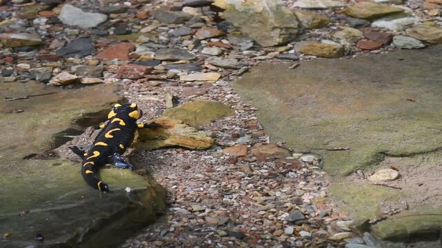 fire salamander on ground, salamander, Salamandra salamandra,  water, creek, torrent, acquatic, river, Albavilla, Como, Lombardia, Italy