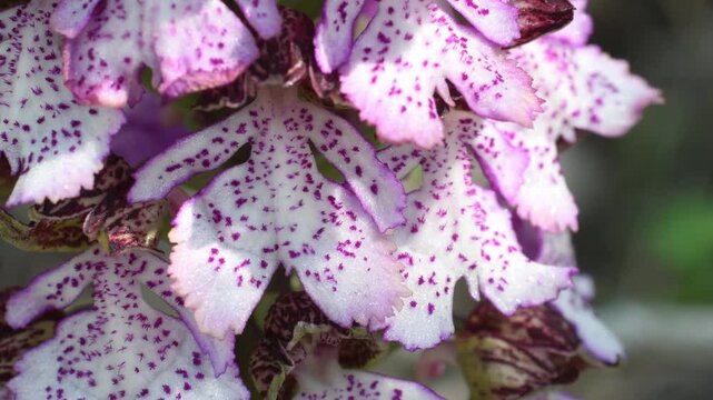 fire salamander on ground, salamander, Salamandra salamandra,  water, creek, torrent, acquatic, river, Albavilla, Como, Lombardia, Italy