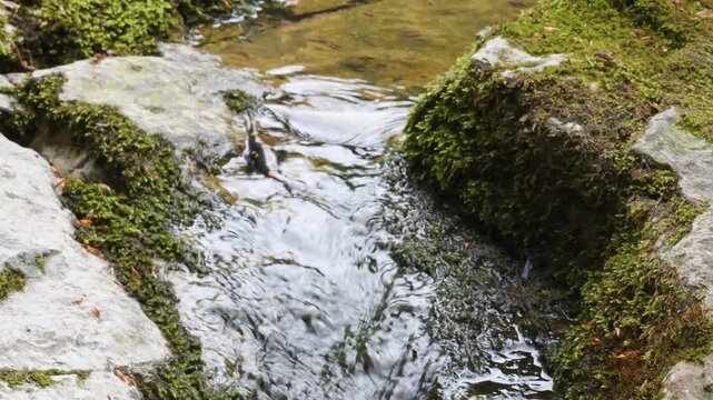 fire salamander on ground, salamander, Salamandra salamandra,  water, creek, torrent, acquatic, river, Albavilla, Como, Lombardia, Italy
