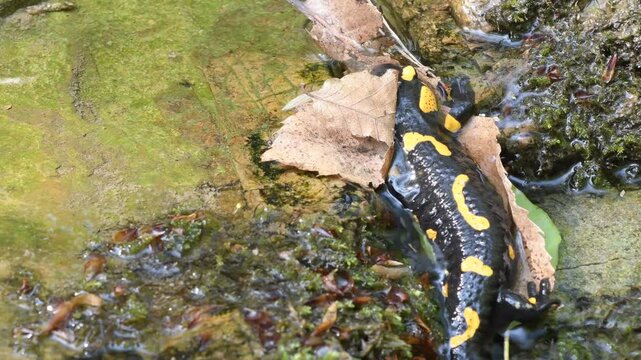 fire salamander on ground, salamander, Salamandra salamandra,  water, creek, torrent, acquatic, river, Albavilla, Como, Lombardia, Italy