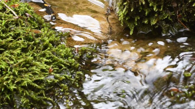 fire salamander on ground, salamander, Salamandra salamandra,  water, creek, torrent, acquatic, river, Albavilla, Como, Lombardia, Italy