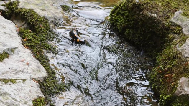 fire salamander on ground, salamander, Salamandra salamandra,  water, creek, torrent, acquatic, river, Albavilla, Como, Lombardia, Italy
