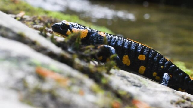 fire salamander on ground, salamander, Salamandra salamandra,  water, creek, torrent, acquatic, river, Albavilla, Como, Lombardia, Italy