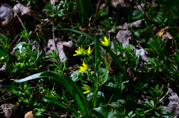 Gagea arvensis