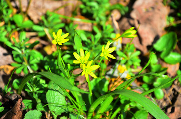 Gagea arvensis