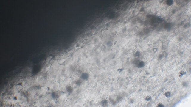 capillaries and erythrocytes at microscope, blood in vivo, tadpole, anphibian, Italy, blood flows into the blood vessels