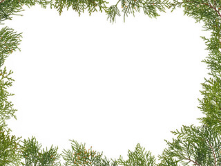 rectangular frame of thuja branchs, isolated on white background