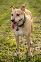 Senior dog outside