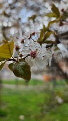 A close-up of delicate white apple blossoms in full bloom, set against a vibrant green outdoor background. The soft petals and fresh leaves create a beautiful springtime scene.