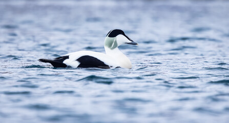 Common Eider on the sea
