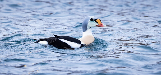 King eider