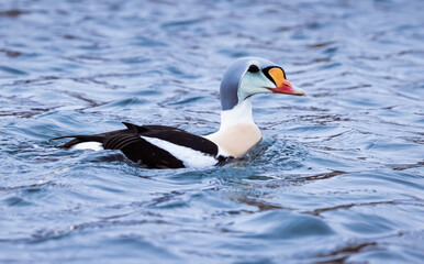 King eider