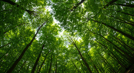 Looking Up Through Forest Canopy with Green Leaves and Tall Trees