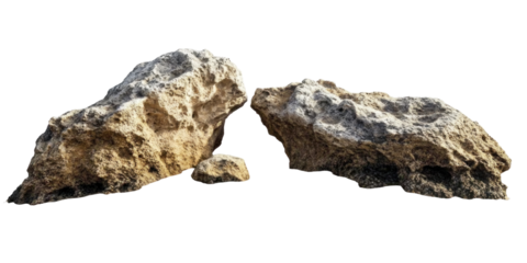 sea urchin on a black background