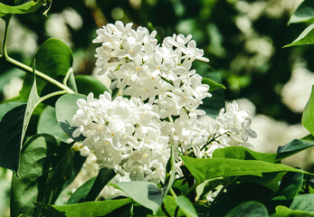 purple lilac in green bush flower closeup
