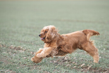 Portrait of a beautiful purebred cocker spaniel in a spring city.