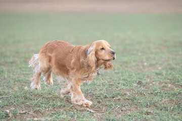 Portrait of a beautiful purebred cocker spaniel in a spring city.