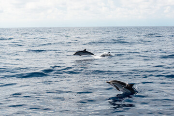 Fototapeta premium Two beautiful dolphins jumping over breaking waves in Liguria