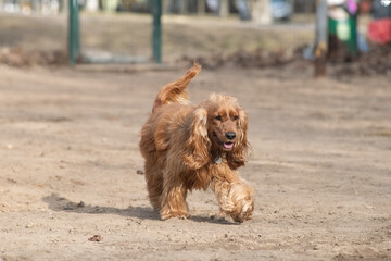 Portrait of a beautiful purebred cocker spaniel in a spring city.